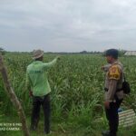Polisi Turun ke Ladang! Polsek Tambakboyo Cek Tanaman Jagung Warga di Desa Dikir
