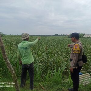 Polisi Turun ke Ladang! Polsek Tambakboyo Cek Tanaman Jagung Warga di Desa Dikir