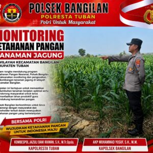 Monitoring Ketahanan Pangan Tanaman Jagung di Wilayah Bangilan