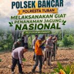 Anggota Polsek Bancar Bersama Forkopimcam dan Warga Gelar Penanaman Jagung Serentak di Desa Siding