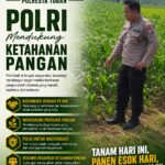 Polri Dukung Astacita, Polsek Merakurak Polres Tuban Turun Cek Tanaman Jagung Warga di Desa Tuwiri Wetan