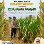 Polsek Tambakboyo Polresta Tuban Dampingi Petani Cek Lahan Jagung, Dukung Program Ketahanan Pangan