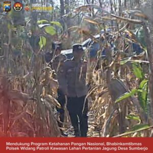 Mendukung Program Ketahanan Pangan, Polsek Widang Patroli Kawasan Lahan Pertanian Jagung