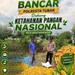 Dukung Ketahanan Pangan, Bripda Gustian Polsek Bancar Sambangi Petani dan Monitor Panen Jagung di Desa Pugoh