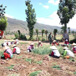 Bhabinkamtibmas Madaprama Dampingi Petani Panen Bawang Merah dan Berikan Imbauan Kamtibmas