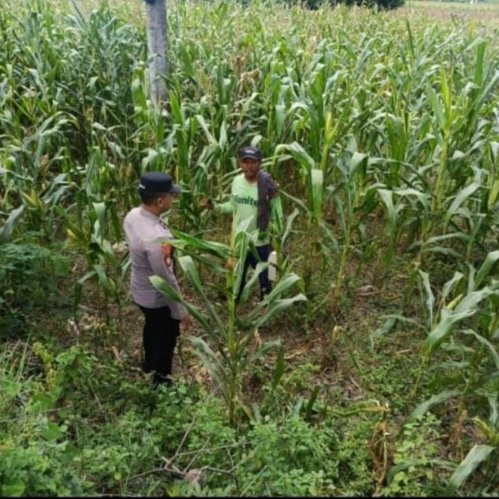 Polsek Tambakboyo Polresta Tuban Dampingi Petani Jagung di Desa Sawir, Wujudkan Ketahanan Pangan