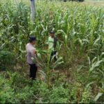 Polsek Tambakboyo Polresta Tuban Dampingi Petani Jagung di Desa Sawir, Wujudkan Ketahanan Pangan