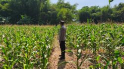 POLRI MENDUKUNG PROGRAM ASTACITA PRESIDEN RI, ANGGOTA POLSEK PARENGAN POLRESTA TUBAN LAKSANAKAN PENDAMPINGAN PETANI JAGUNG DI DESA SUKOREJO KEC. PARENGAN