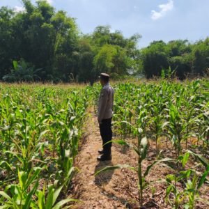 POLRI MENDUKUNG PROGRAM ASTACITA PRESIDEN RI, ANGGOTA POLSEK PARENGAN POLRESTA TUBAN LAKSANAKAN PENDAMPINGAN PETANI JAGUNG DI DESA SUKOREJO KEC. PARENGAN