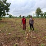 Polsek Tambakboyo Polresta Tuban Turun ke Ladang, Dampingi Petani Wujudkan Ketahanan Pangan