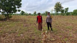 Polsek Tambakboyo Polresta Tuban Turun ke Ladang, Dampingi Petani Wujudkan Ketahanan Pangan