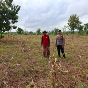 Polsek Tambakboyo Polresta Tuban Turun ke Ladang, Dampingi Petani Wujudkan Ketahanan Pangan