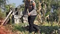Bhabinkamtibmas Polsek Widang Monitoring Pertumbuhan Jagung