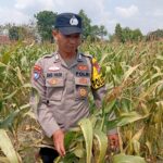 Dukung Astacita Presiden RI, Kanit Binmas Polsek Kenduruan Polresta Tuban Mengecek Tanaman Jagung Warga Petani