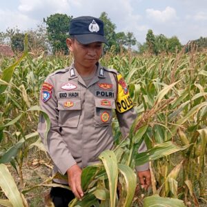 Dukung Astacita Presiden RI, Kanit Binmas Polsek Kenduruan Polresta Tuban Mengecek Tanaman Jagung Warga Petani