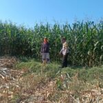 Dukung Ketahanan Pangan Nasional, Bhabinkamtibmas Desa Tarusa Sambangi Petani yang Sedang Panen Jagung