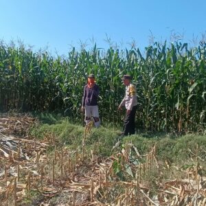Dukung Ketahanan Pangan Nasional, Bhabinkamtibmas Desa Tarusa Sambangi Petani yang Sedang Panen Jagung