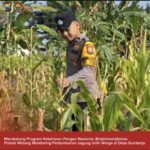 Bhabinkamtibmas Polsek Widang Monitoring Pertumbuhan Jagung