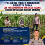 POLISI RW POLSEK KENDURUAN POLRESTA TUBAN CEK PERKEMBANGAN TANAMAN JAGUNG, DUKUNG KETAHANAN PANGAN NASIONAL