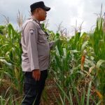 Polsek Tambakboyo Polresta Tuban Lakukan Monitoring Lahan Jagung Guna Dukung Ketahanan Pangan