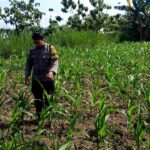 Polsek Grabagan Polresta Tuban Turun Langsung Cek Tanaman Jagung Warga