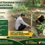 Polsek Montong Polresta Tuban Turun Cek Tanaman jagung Warga di Desa Pucangan
