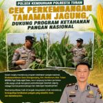 Bhabinkamtibmas Polsek Kenduruan Polresta Tuban Cek Perkembangan Tanaman Jagung, Dukung Program Ketahanan Pangan Nasional