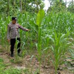 Dekat dengan Lahan, Polsek Tambakboyo Kawal Pertumbuhan Jagung Warga