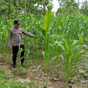 Dekat dengan Lahan, Polsek Tambakboyo Kawal Pertumbuhan Jagung Warga