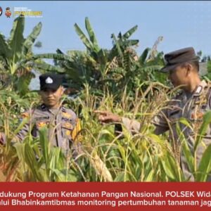 Bhabinkamtibmas Polsek Widang Monitoring Pertumbuhan Jagung