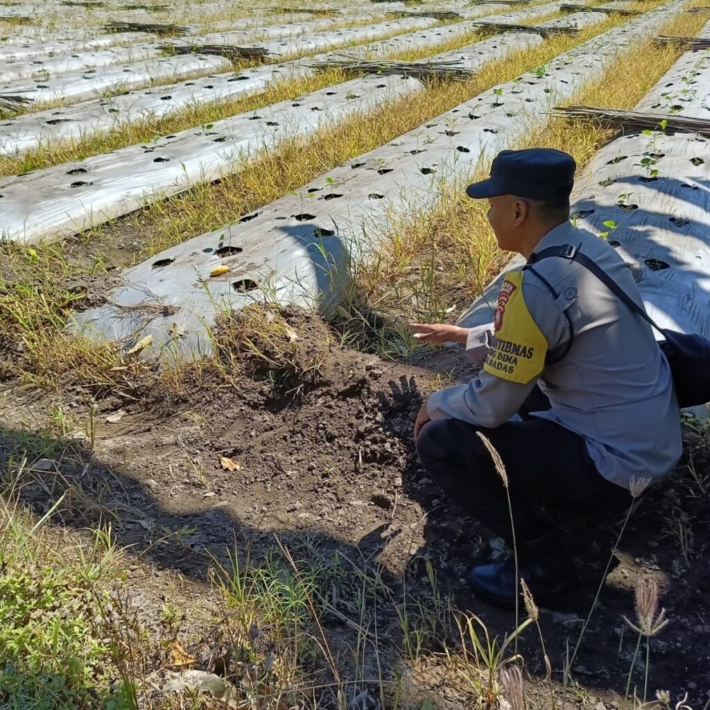 Dorong Pemanfaatan Pekarangan dan Lahan Produktif, Bhabinkamtibmas Desa Karang Dima Sambangi Petani Tomat