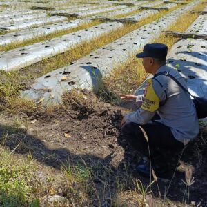Dorong Pemanfaatan Pekarangan dan Lahan Produktif, Bhabinkamtibmas Desa Karang Dima Sambangi Petani Tomat