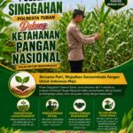 Polsek Singgahan Polresta Tuban Turun Cek Tanaman jagung Warga di Desa Tingkis