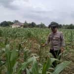 Dukung Swasembada Pangan, Polsek Tambakboyo Polresta Tuban Monitoring Lahan Jagung Warga