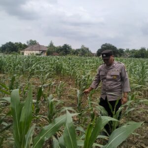 Dukung Swasembada Pangan, Polsek Tambakboyo Polresta Tuban Monitoring Lahan Jagung Warga