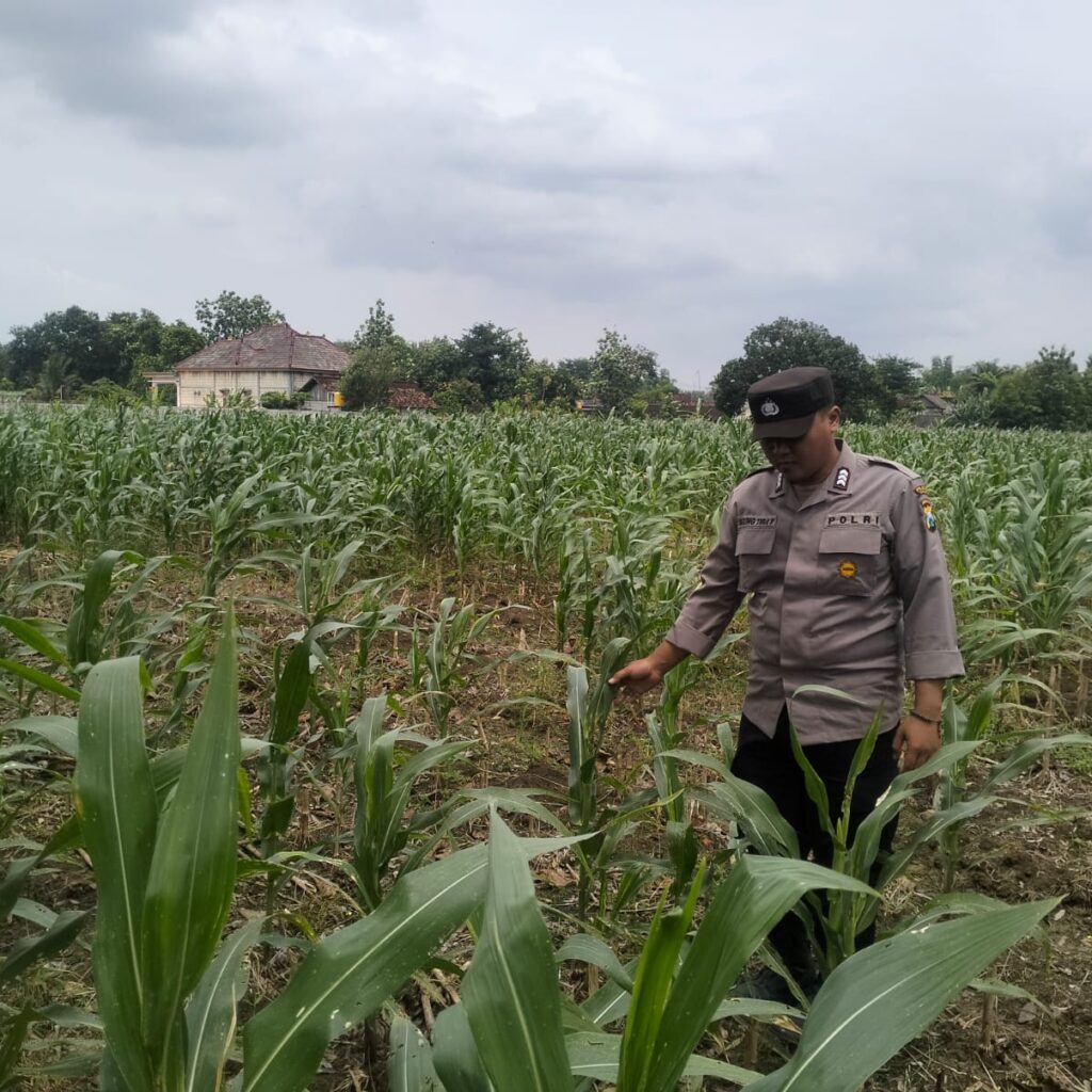Polsek Bangilan Terus Bergerak Dukung Ketahanan Pangan Tanaman Jagung