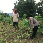 Polsek Grabagan Polresta Tuban Turun Langsung Cek Tanaman Jagung Warga