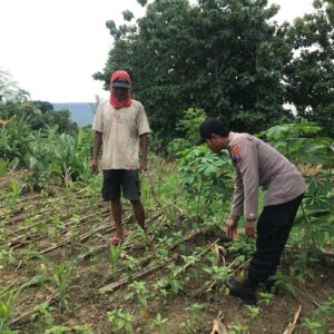 Polsek Grabagan Polresta Tuban Turun Langsung Cek Tanaman Jagung Warga