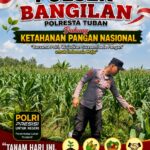 Polsek Bangilan Dukung Ketahanan Pangan Nasional Melalui Monitoring Tanaman Jagung