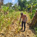 ANGGOTA POLSEK GRABAGAN SAMBANG DESA BINAAN, PANTAU LAHAN JAGUNG DAN MEMASTIKAN SISTEM IRIGASI MASIH LANCAR