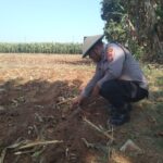 Polri Dukung Astacita, Polsek jenu Polres Tuban Turun Cek Tanaman Jagung Warga di Desa Kaliuntu
