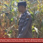 Mendukung Program Ketahanan Pangan, Bhabinkamtibmas Monitoring Pertumbuhan Jagung