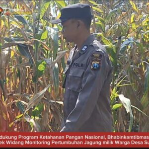 Mendukung Program Ketahanan Pangan, Bhabinkamtibmas Monitoring Pertumbuhan Jagung