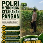 Dukung Ketahanan Pangan, Anggota Polsek Bancar Turun Langsung Bantu Warga Desa Ngampelrejo Panen Jagung