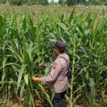 Polsek Tambakboyo Cek Lahan Jagung Warga, Dukung Swasembada Pangan Nasional