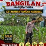 Polsek Bangilan Dukung Ketahanan Pangan Nasional Melalui Monitoring Tanaman Jagung