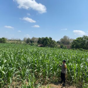 Dukung Astacita Presiden, Bhabinkamtibmas Polsek Kenduruan Polresta Tuban Cek Perkembangan Tanaman Jagung Warga
