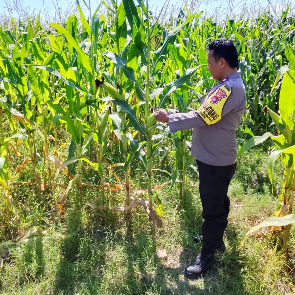Dukung Ketahanan Pangan, Bhabinkamtibmas Desa Labuhan Burung Sambangi Petani dan Ajak Manfaatkan Lahan Produktif