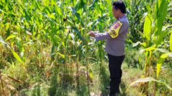 Dukung Ketahanan Pangan, Bhabinkamtibmas Desa Labuhan Burung Sambangi Petani dan Ajak Manfaatkan Lahan Produktif