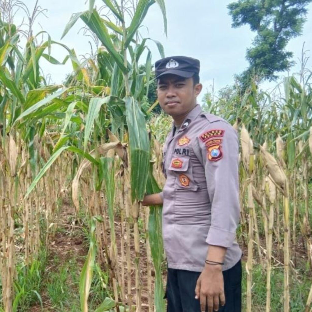Polsek Tambakboyo Dampingi Panen Jagung Warga, Perkuat Ketahanan Pangan Desa Dasin